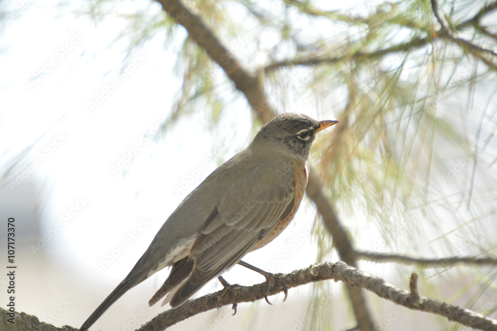 Southwest USA Beautiful American Robins are gray-brown birds with warm orange underparts and dark heads Reddish orange breast and sides Female have paler head and tail than Males. Southwest USA Beautiful American Robins are gray-brown birds with warm orange underparts and dark heads Reddish orange breast and sides Female have paler head and tail than Males.