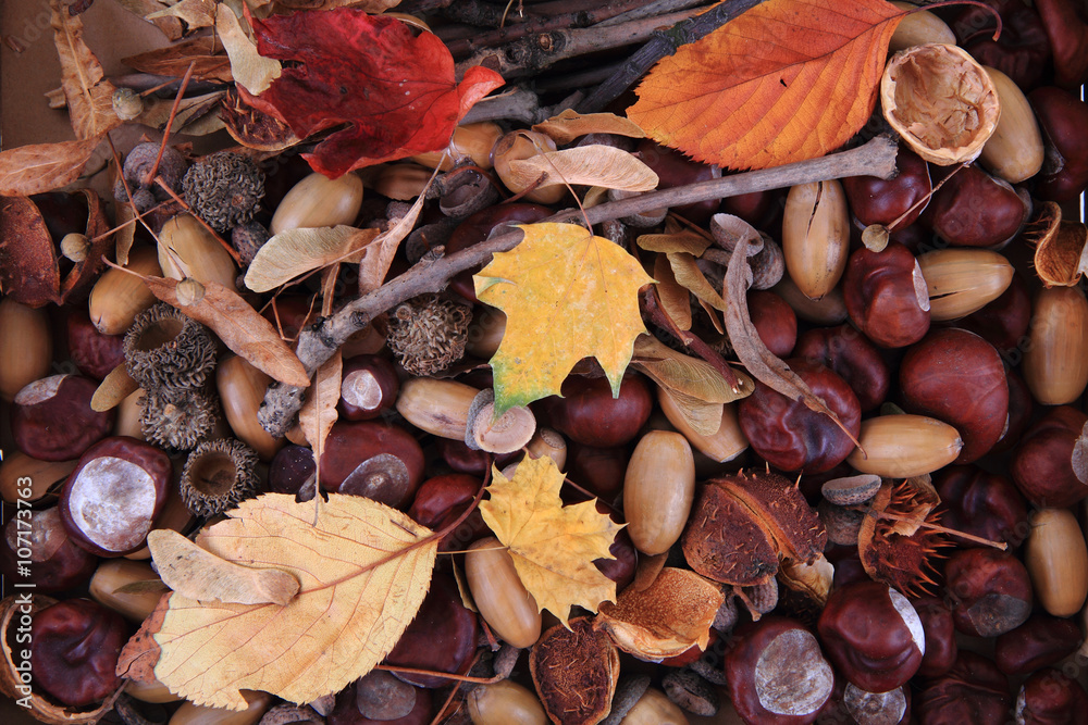 autumn forest production autumn forest production
