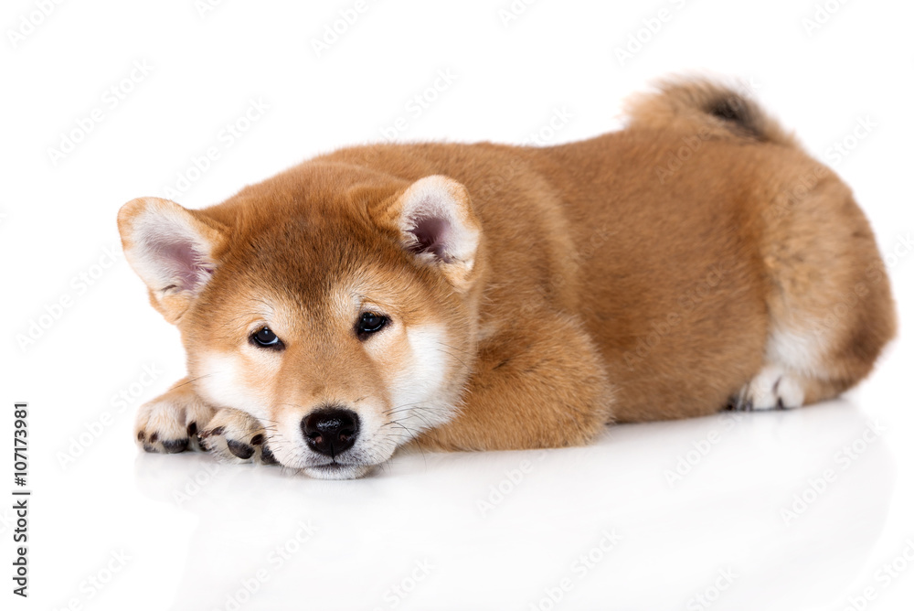 sad shiba inu puppy lying down on white