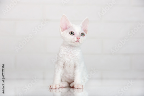 Fototapeta Naklejka Na Ścianę i Meble -  white devon rex kitten