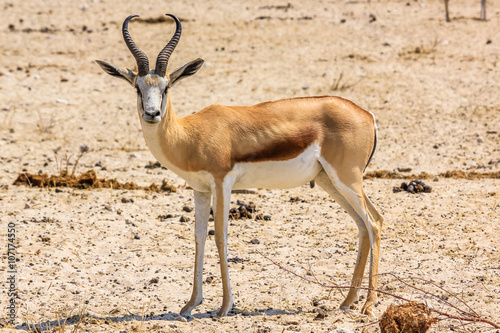 Springbok standing in Etosha National Park  Namibia Africa  in dry season.