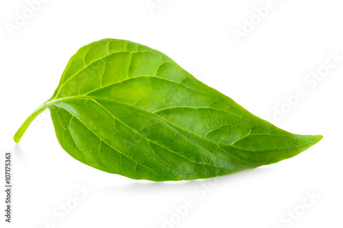 Green leaf over white background