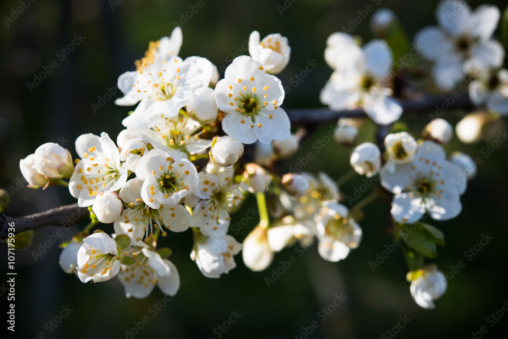 apricot tree flowers