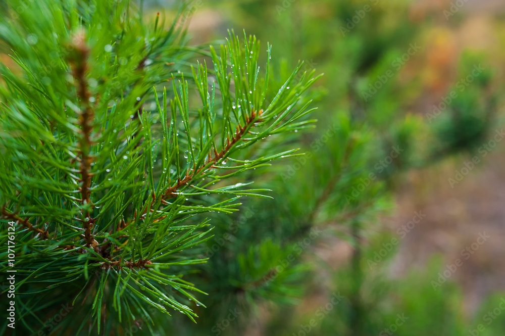 pine tree branch with water drops