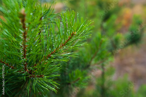pine tree branch with water drops