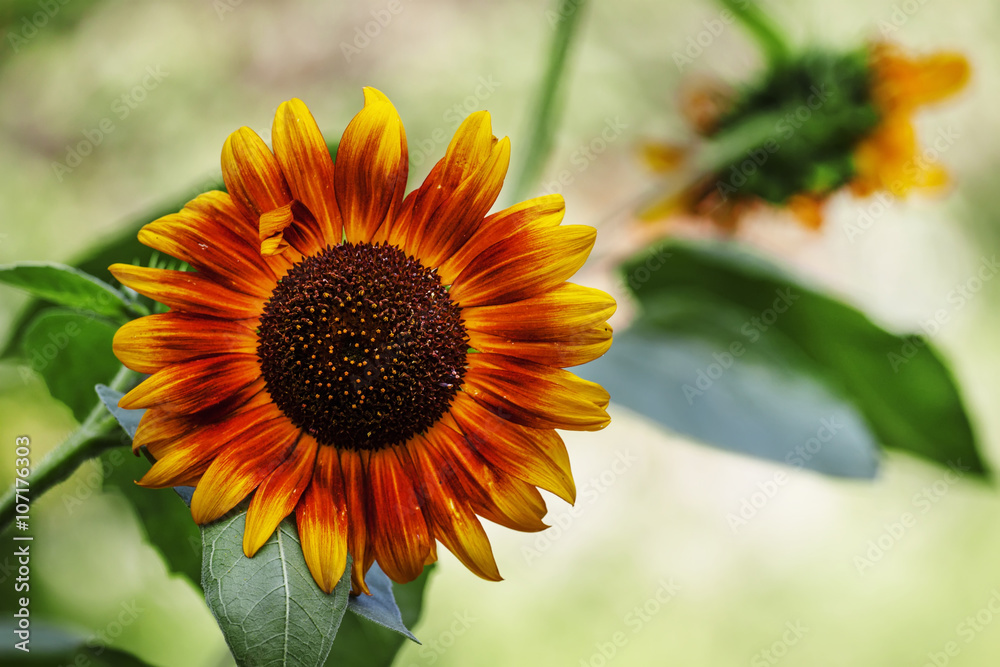 Summer green background with blooming sunflowers, blurred behind Summer green background with blooming sunflowers, blurred behind