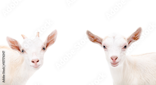 Portrait of two cute white goat
