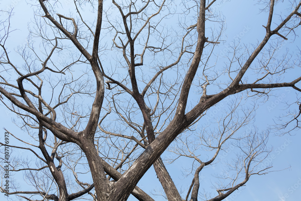 Giant leafless tree Giant leafless tree
