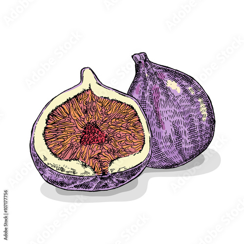 Hand drawn fig fruit. Vector illustration. Sketch style
