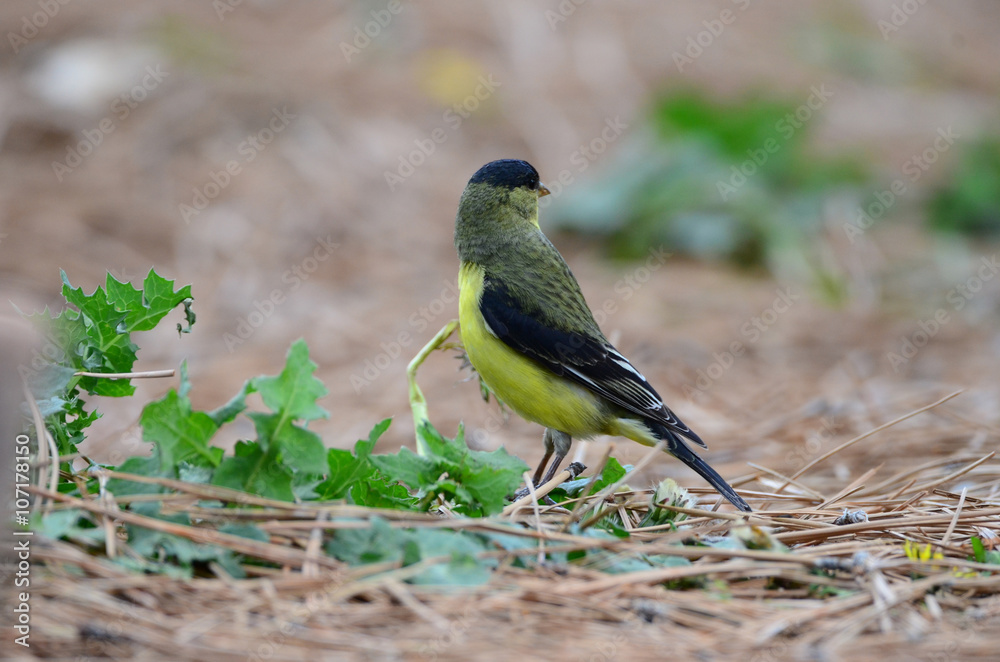 Fototapeta premium Southwest USA Beautiful Yellow and Black Male Lesser Goldfinch are bright yellow below with glossy black cap white patches in wings, they have a black tail white corners.