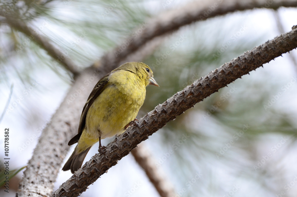 Obraz premium Southwest USA Beautiful Pale Olive Yellow Female Lesser Goldfinch dull yellow underparts, and black wings marked whitish wingbars. With short, pointed gray bill
