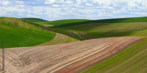 Corn fields at the rolling hills farmland. Palouse Hills in Washington, United State of America. © thecolorpixels