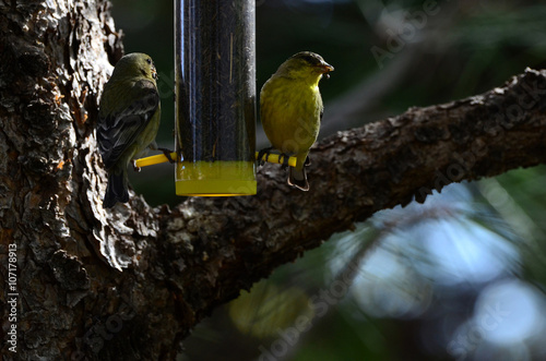 Southwest USA Beautiful Male and Female Yellow Lesser Goldfinch Males are bright yellow below with a glossy black cap and white patches in the wings Females are Pale Olive Yellow.