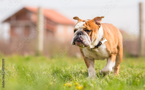 Portrait of English Bulldog in the garden