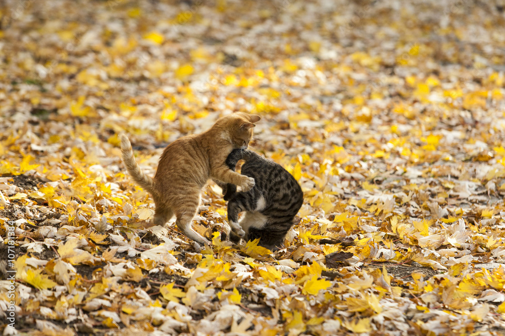 Fototapeta premium Cats in park