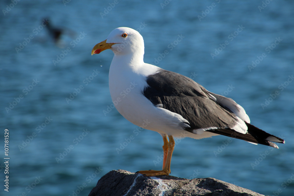 Fototapeta premium Dominikanermöwe