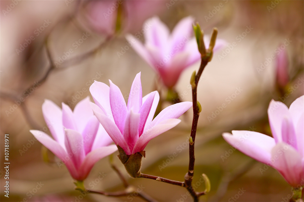 Fototapeta premium Magnoliengarten