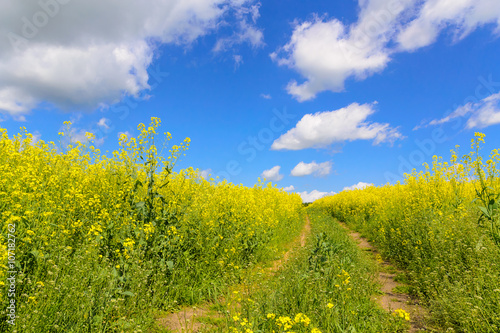 Fototapeta Naklejka Na Ścianę i Meble -  Old road on the yellow field under blue sky