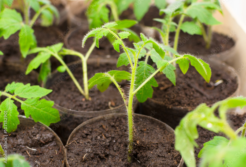 Young tomato seedling on plantation. Young tomato seedling on plantation.