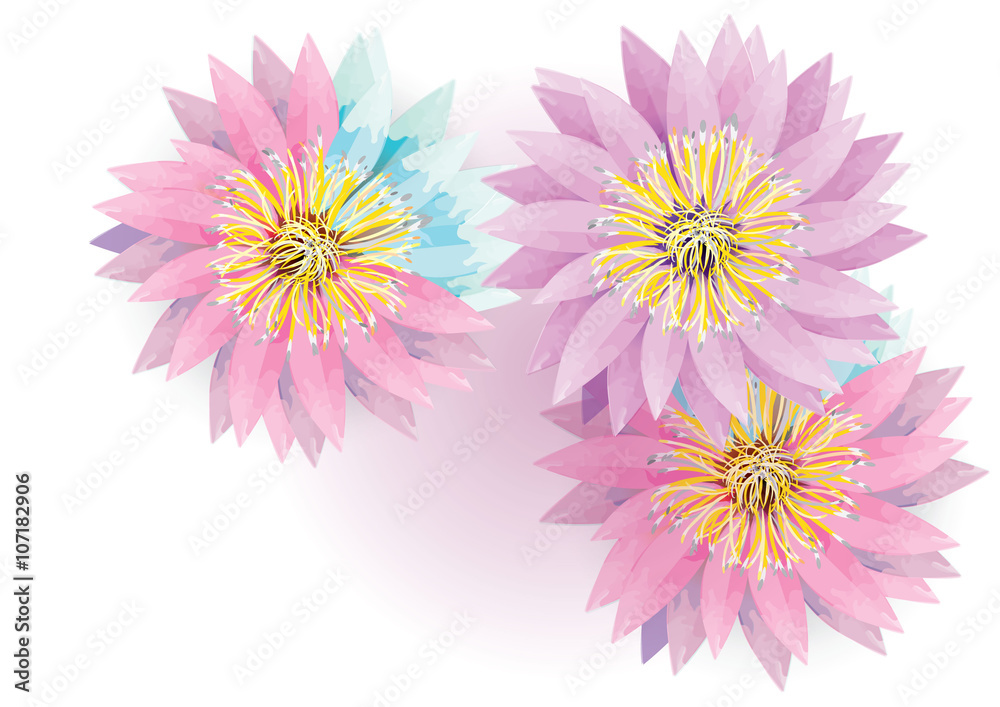 pink and purple water lily flowers isolated  on white background,vector illustration