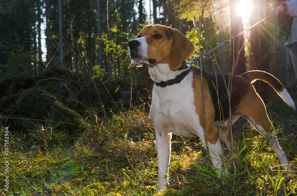 Beagle portrait in summer forest under sun.