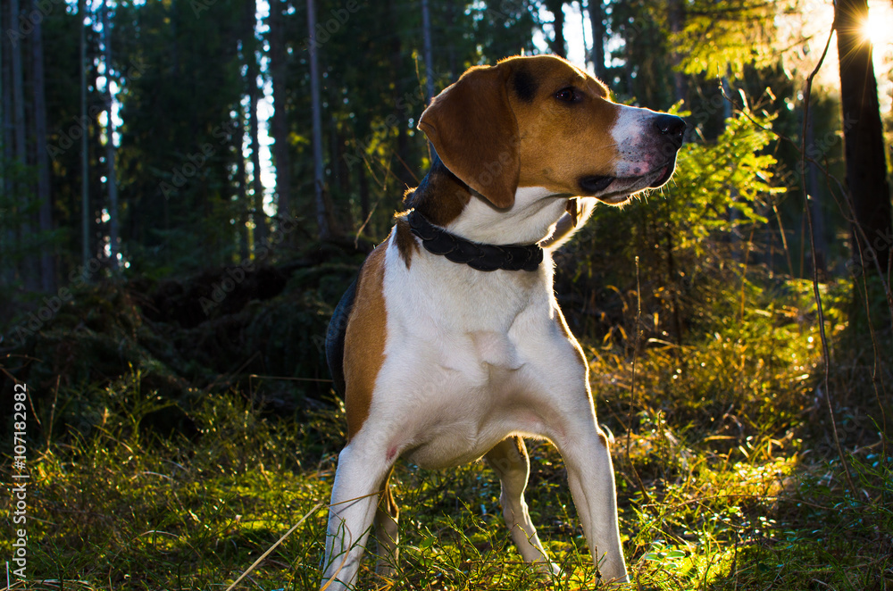 Beagle portrait in summer forest . sunset time.