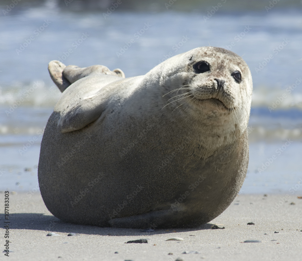 Fototapeta premium Baby grey seal moving forward at the beach at dune, helgoland, germany