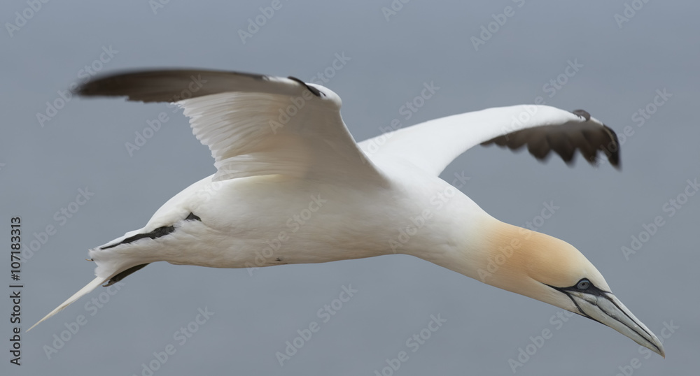 Fototapeta premium Northern gannet preparing to land on Helgoland, Germany
