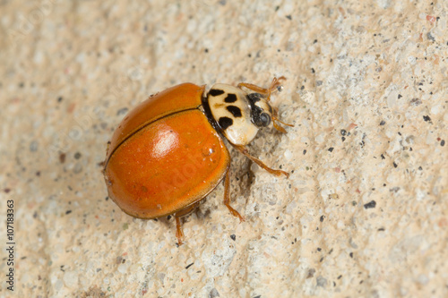 Multicolored Asian Lady Beetle (Harmonia axyridis)