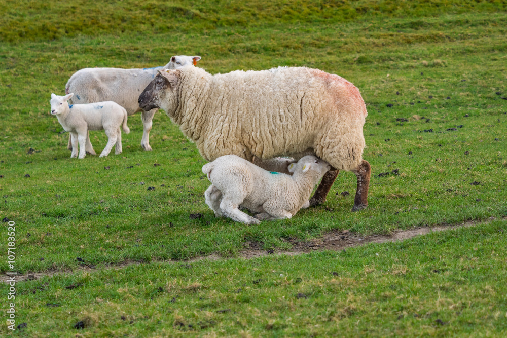 Hunger Schaf beim säugen