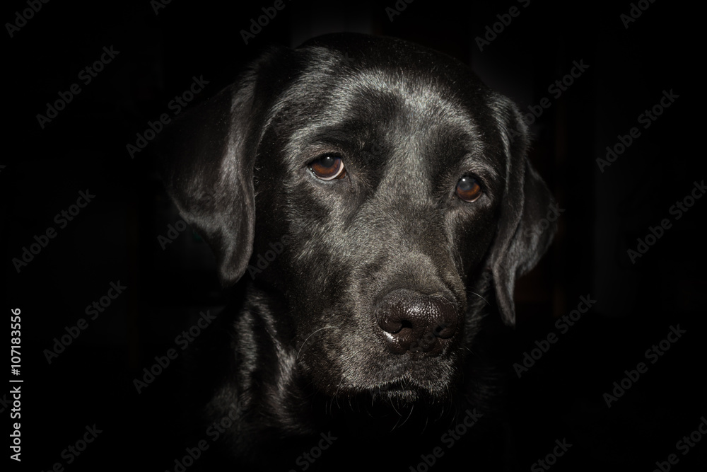 Head of black Labrador Retriever on the black background Head of black Labrador Retriever on the black background