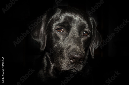 Head of black Labrador Retriever on the black background