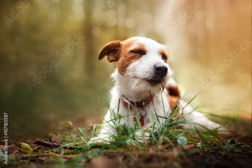 Fototapeta Naklejka Na Ścianę i Meble -  Dog breed Jack Russell Terrier walks on nature