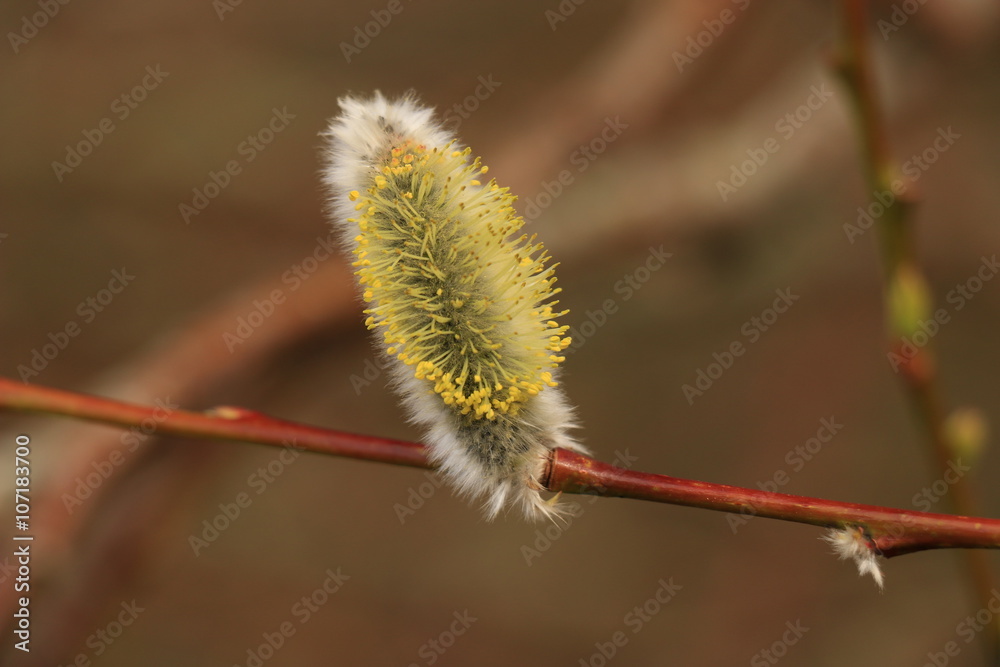 Willow bud Willow bud