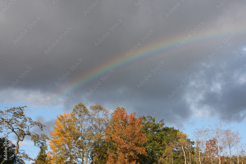 Rainbow over tree tops atuumn