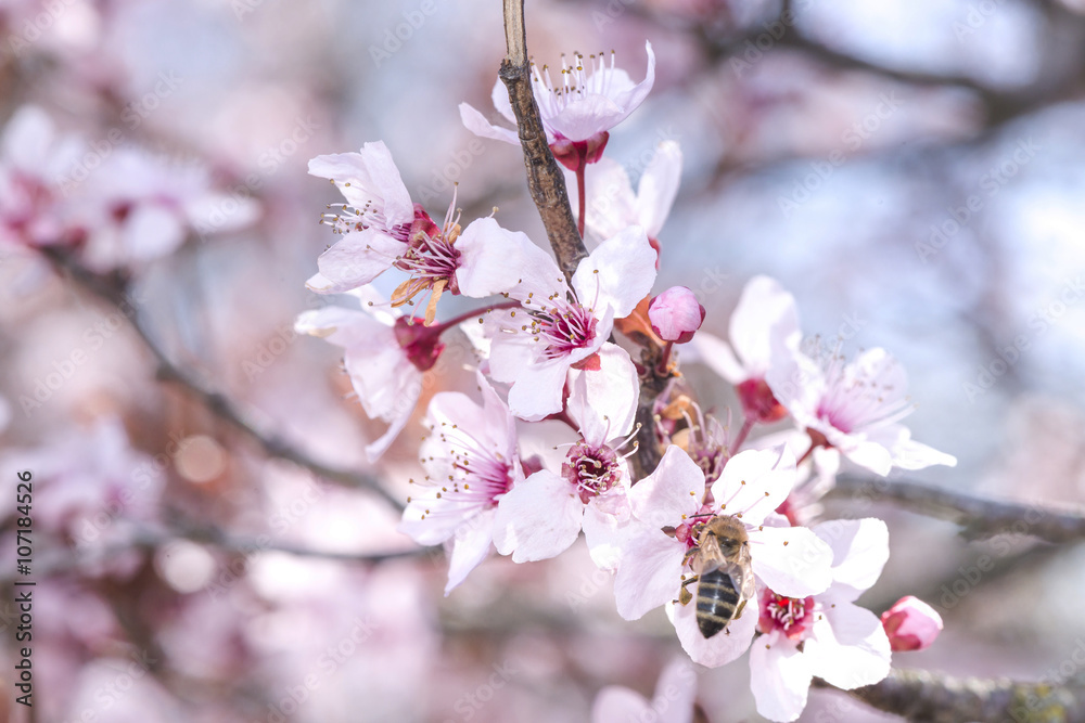 Fototapeta premium Flowering apricot branch