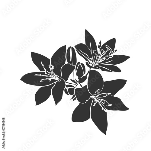 Fototapeta Naklejka Na Ścianę i Meble -  Black silhouette Lily.