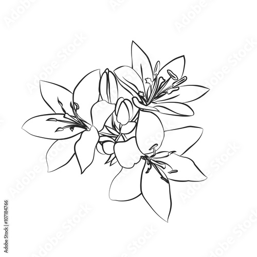 Fototapeta Naklejka Na Ścianę i Meble -  Lily sketch on white background.