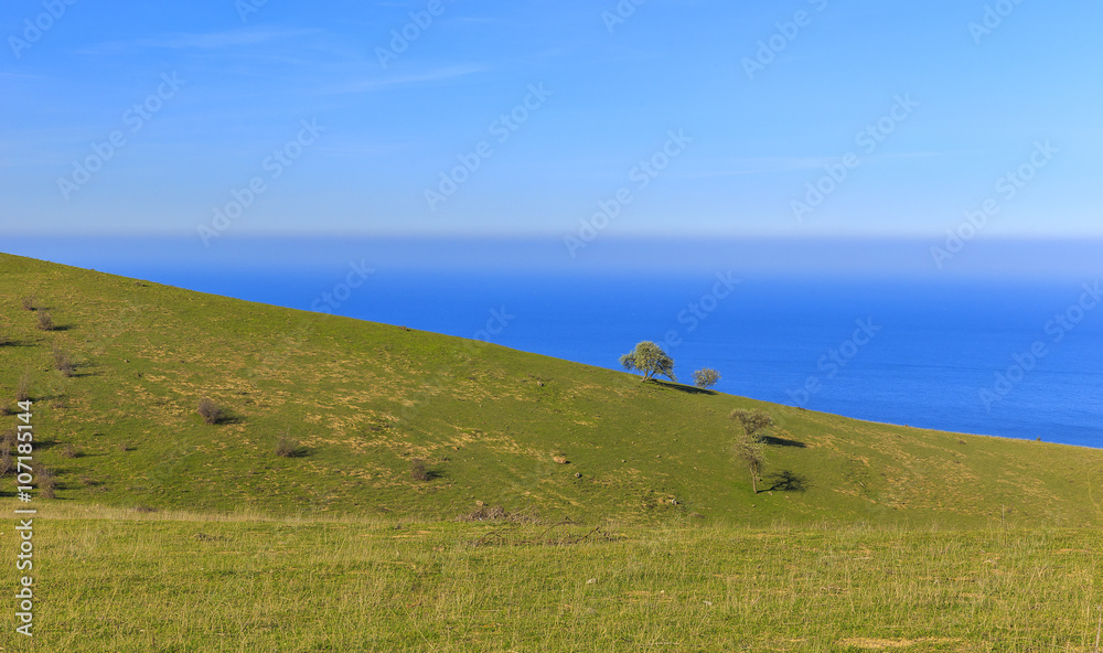 Lonely blossoming trees in the mountains Lonely blossoming trees in the mountains