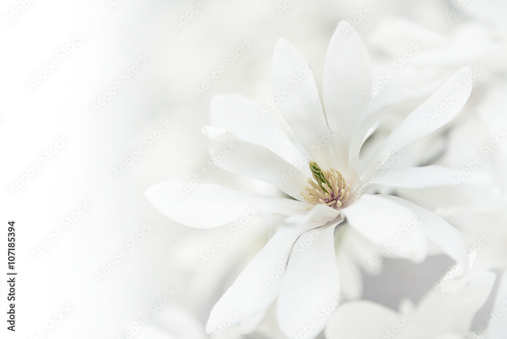 Naklejka premium White magnolia blossoms.