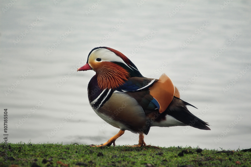 Mandarinente Mandarinente