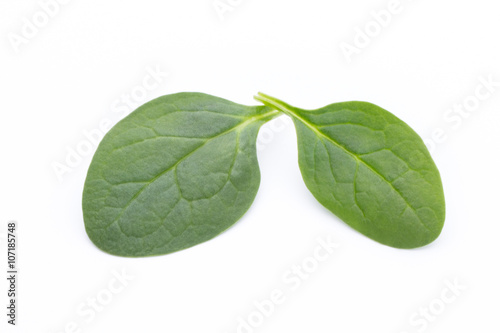 Spinach on the isolated white.