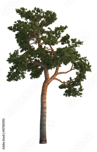 Fototapeta Naklejka Na Ścianę i Meble -  3D Illustration Pine Tree