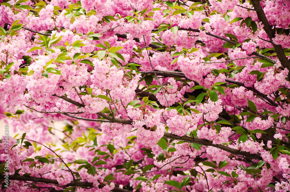 Fresh pink flowers of sakura growing in the garden, natural spring outdoor background Fresh pink flowers of sakura growing in the garden, natural spring outdoor background