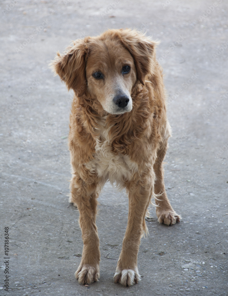 standing lonely  stray dog