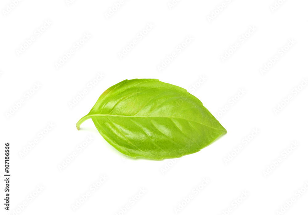 Fresh leaf of Basil. Fresh leaf of Basil.