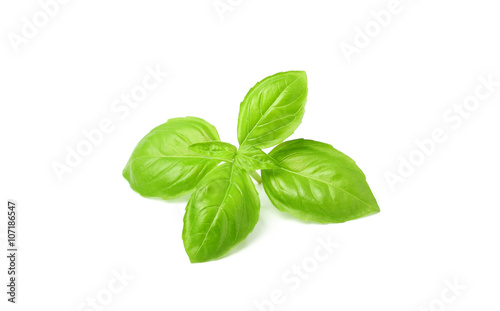 Spring frash basil.