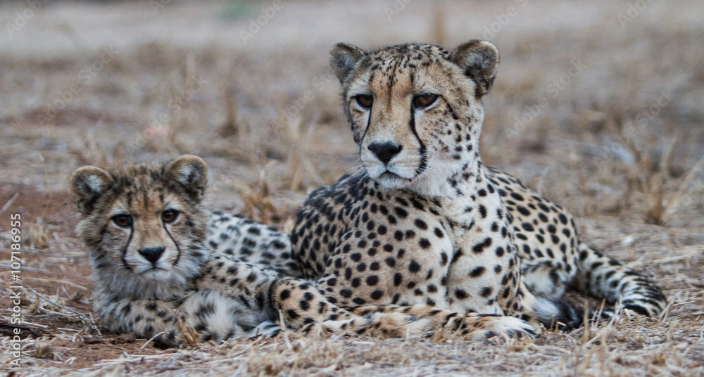 Fototapeta premium Peaceful Pair. Mother Jaguar and cub, watching the world go by. Taken in Kruger National Park in South Africa.
