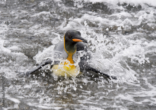 King Penguinin the water