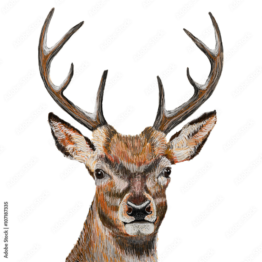 Deer head isolated on white background Deer head isolated on white background
